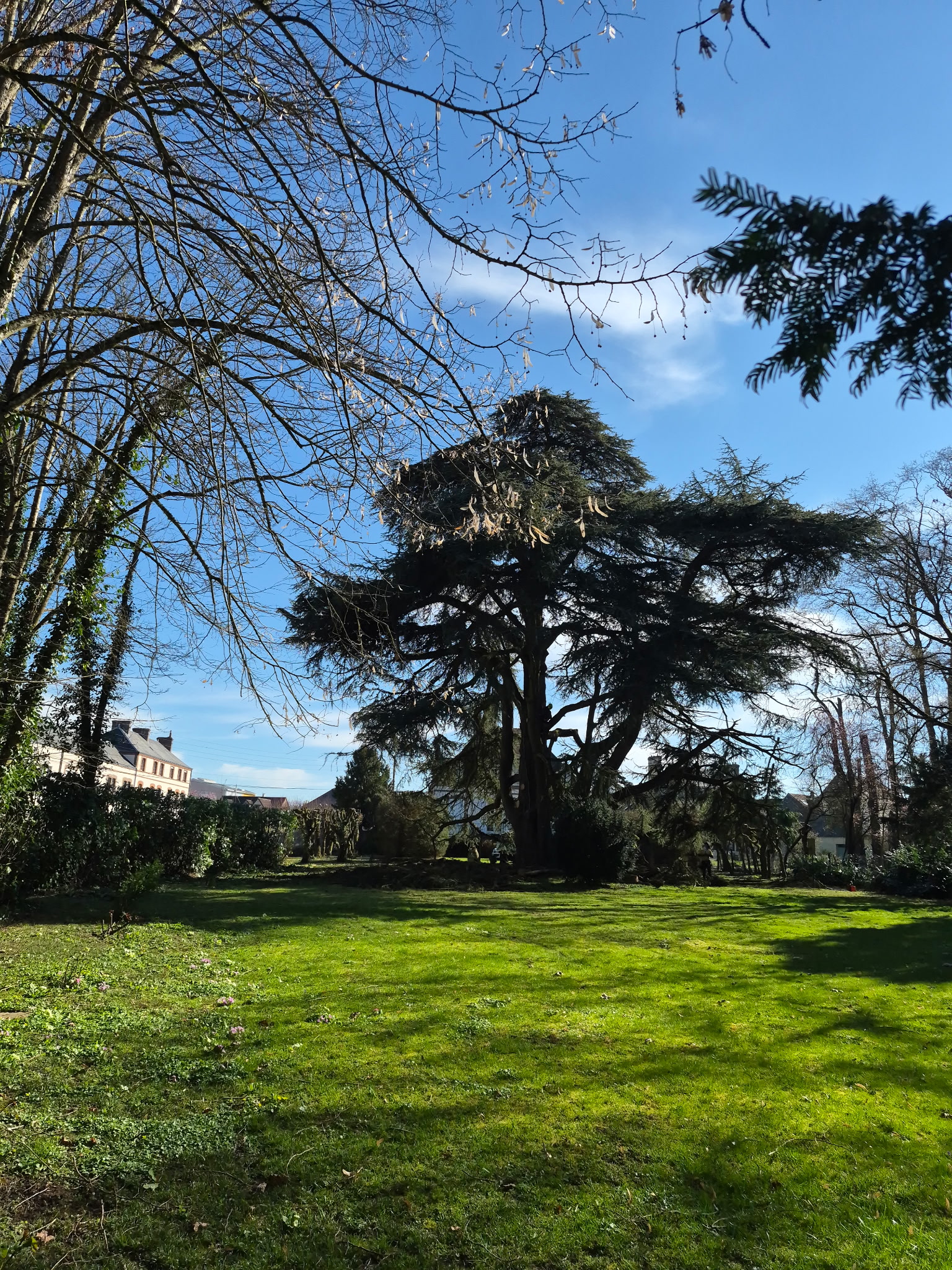 Cèdre de 200 ans
