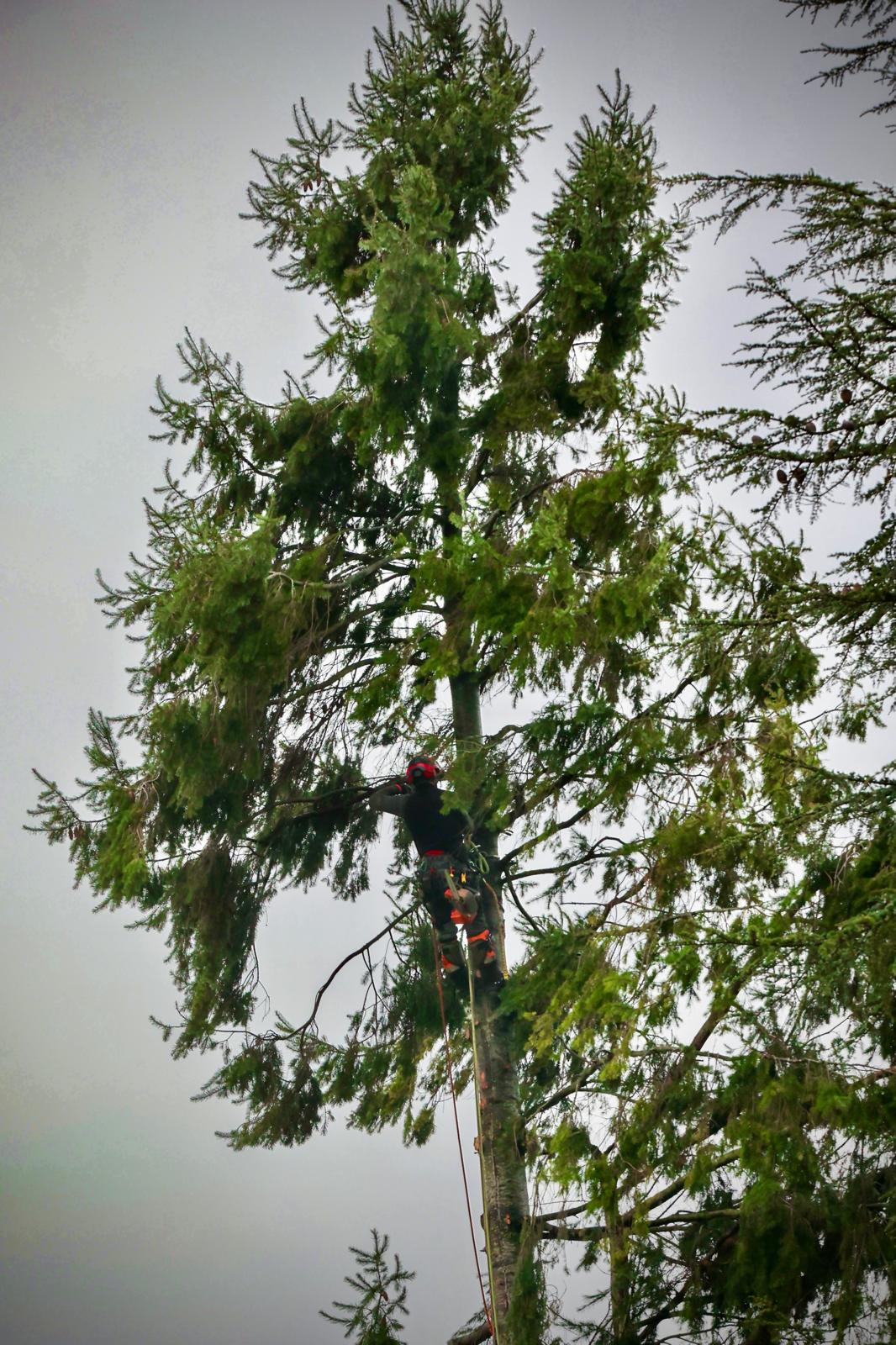 Nicolas Petrault, arboriste grimpeur en intervention